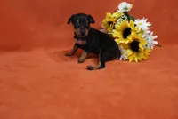 Star, a female Miniature Pinscher for sale in Harrisonburg, VA – 1 of 8