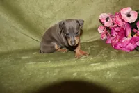 Bella, a female Miniature Pinscher for sale in Harrisonburg, VA – 2 of 7