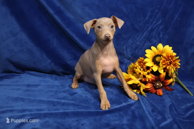 Dolly – Miniature Pinscher puppy for sale in Harrisonburg, VA
