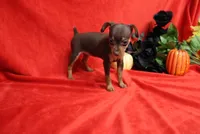 Reeses, a female Miniature Pinscher for sale in Harrisonburg, VA – 7 of 8