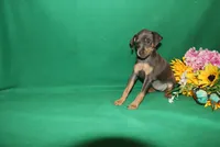 Allie, a female Miniature Pinscher for sale in Harrisonburg, VA – 5 of 9