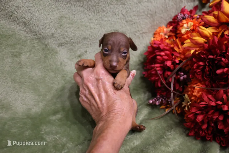Mickey – Miniature Pinscher puppy for sale in Harrisonburg, VA