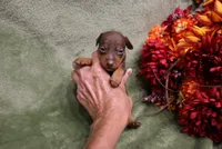 Mickey, a male Miniature Pinscher for sale in Harrisonburg, VA – 1 of 7