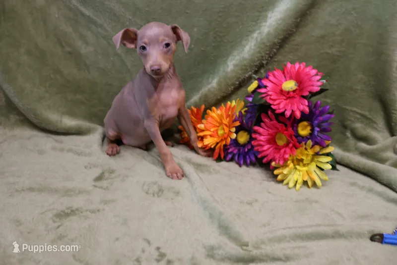 Leo – Miniature Pinscher puppy for sale in Harrisonburg, VA
