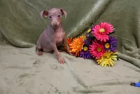 Leo, a male Miniature Pinscher for sale in Harrisonburg, VA – 1 of 9