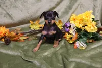 Weenie, a female Miniature Pinscher for sale in Harrisonburg, VA – 2 of 7