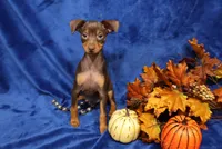 Taco, a male Miniature Pinscher for sale in Harrisonburg, VA – 5 of 7