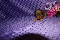 Thor, a male Miniature Pinscher for sale in Harrisonburg, VA – 4 of 6
