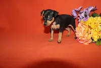 Jack, a male Miniature Pinscher for sale in Harrisonburg, VA – 5 of 7