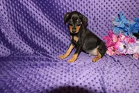Woody, a male Miniature Pinscher for sale in Harrisonburg, VA – 7 of 7