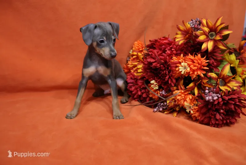 Oscar – Miniature Pinscher puppy for sale in Harrisonburg, VA