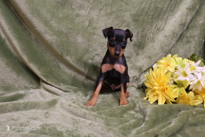 Sherlock – Miniature Pinscher puppy for sale in Harrisonburg, VA