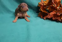 Dexter, a male Miniature Pinscher for sale in Harrisonburg, VA – 2 of 7