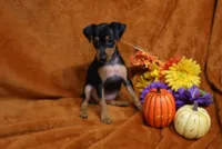 Mable, a female Miniature Pinscher for sale in Harrisonburg, VA – 6 of 8