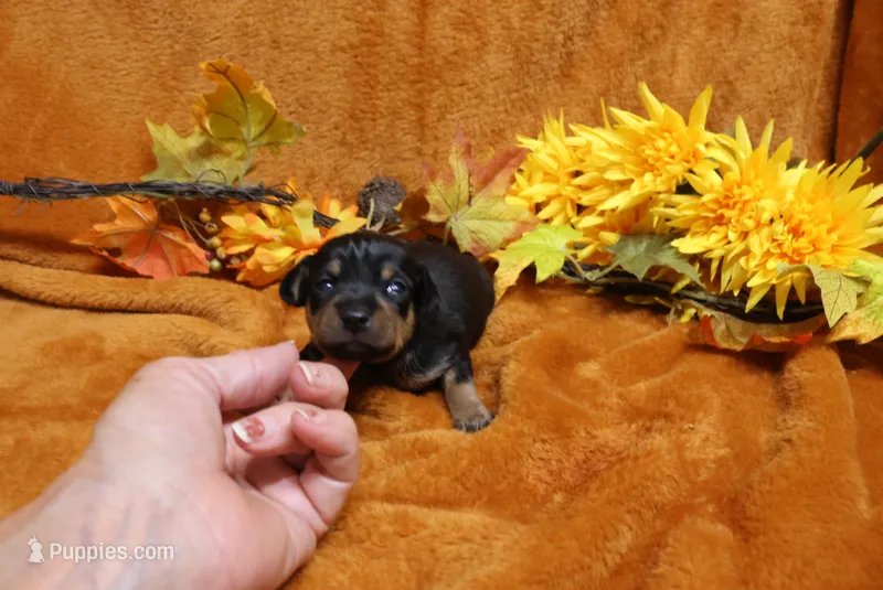 Foxy – Miniature Pinscher puppy for sale in Harrisonburg, VA