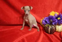 Lady, a female Miniature Pinscher for sale in Harrisonburg, VA – 5 of 7