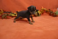 Nacho, a male Miniature Pinscher for sale in Harrisonburg, VA – 2 of 7