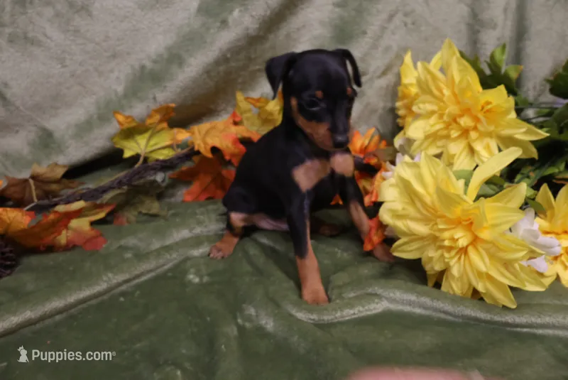 Sherlock – Miniature Pinscher puppy for sale in Harrisonburg, VA