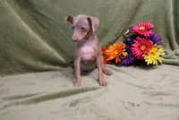 Leo, a male Miniature Pinscher for sale in Harrisonburg, VA – 4 of 9