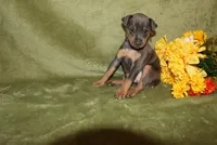 Toby, a male Miniature Pinscher for sale in Harrisonburg, VA – 2 of 6
