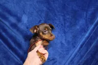 Nacho, a male Miniature Pinscher for sale in Harrisonburg, VA – 4 of 5