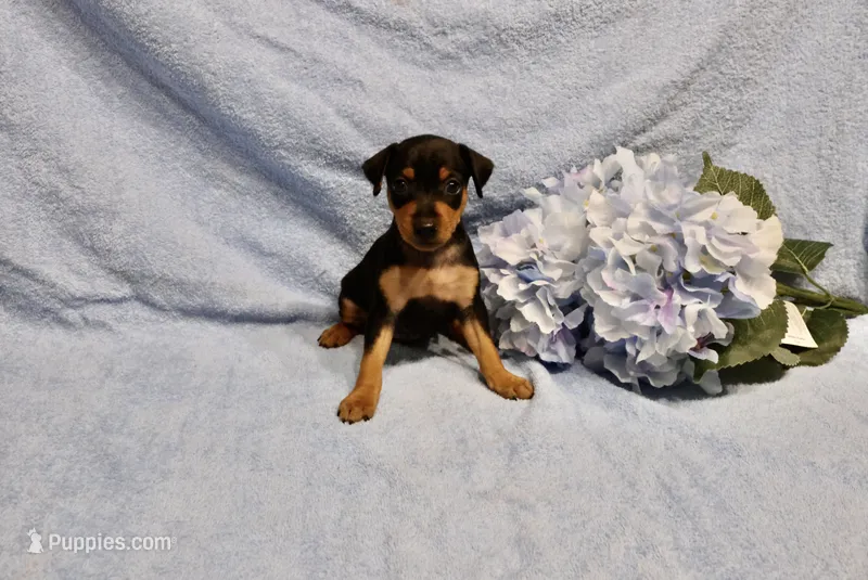 Muffin – Miniature Pinscher puppy for sale in Harrisonburg, VA