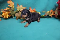 Sherlock, a male Miniature Pinscher for sale in Harrisonburg, VA – 2 of 8