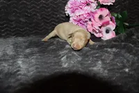 LuLu, a female Miniature Pinscher for sale in Harrisonburg, VA – 4 of 6