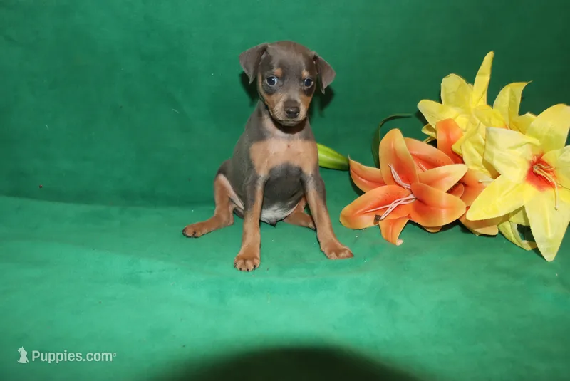 Gus – Miniature Pinscher puppy for sale in Harrisonburg, VA
