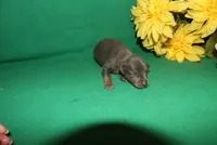 Gus, a male Miniature Pinscher for sale in Harrisonburg, VA – Photo 6 of 6