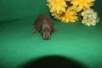 Gus, a male Miniature Pinscher for sale in Harrisonburg, VA – Photo 5 of 6