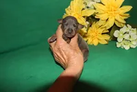 Gus, a male Miniature Pinscher for sale in Harrisonburg, VA – Photo 4 of 6