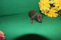 Gus, a male Miniature Pinscher for sale in Harrisonburg, VA – Photo 1 of 6