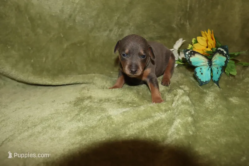 Gus – Miniature Pinscher puppy for sale in Harrisonburg, VA
