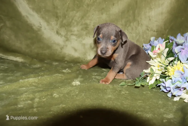 Gus – Miniature Pinscher puppy for sale in Harrisonburg, VA