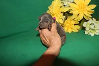 Gus, a male Miniature Pinscher for sale in Harrisonburg, VA – Photo 2 of 6