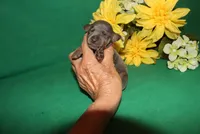 Gus, a male Miniature Pinscher for sale in Harrisonburg, VA – Photo 3 of 6