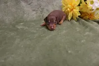 Minnie, a female Miniature Pinscher for sale in Harrisonburg, VA – 2 of 8