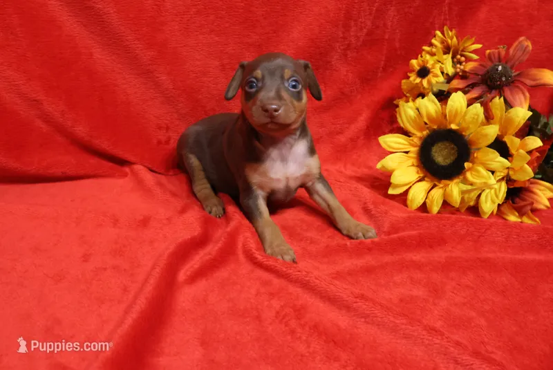 Dexter – Miniature Pinscher puppy for sale in Harrisonburg, VA