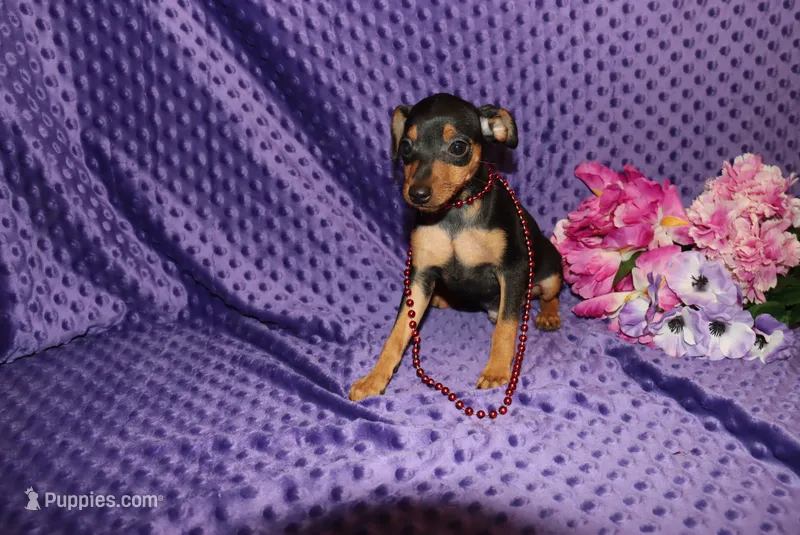 Benny – Miniature Pinscher puppy for sale in Harrisonburg, VA