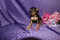 Benny, a male Miniature Pinscher for sale in Harrisonburg, VA – 1 of 7