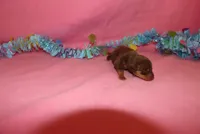 Luna, a female Miniature Pinscher for sale in Harrisonburg, VA – Photo 4 of 6