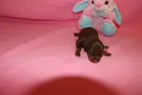 Luna, a female Miniature Pinscher for sale in Harrisonburg, VA – Photo 3 of 6