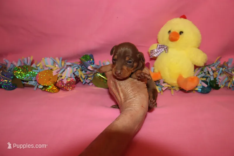 Luna – Miniature Pinscher puppy for sale in Harrisonburg, VA