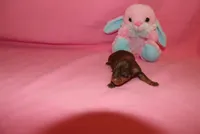 Luna, a female Miniature Pinscher for sale in Harrisonburg, VA – Photo 1 of 6