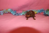 Luna, a female Miniature Pinscher for sale in Harrisonburg, VA – Photo 5 of 6