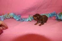 Luna, a female Miniature Pinscher for sale in Harrisonburg, VA – Photo 6 of 6