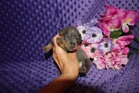 Bella, a female Miniature Pinscher for sale in Harrisonburg, VA – 4 of 7