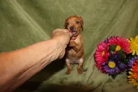 Meg, a female Miniature Pinscher for sale in Harrisonburg, VA – 1 of 7