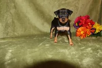 Roise, a female Miniature Pinscher for sale in Harrisonburg, VA – 7 of 8
